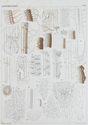 2169
<br/>
Histoire naturelle des Equisetum de France
<br/>
<em></em>